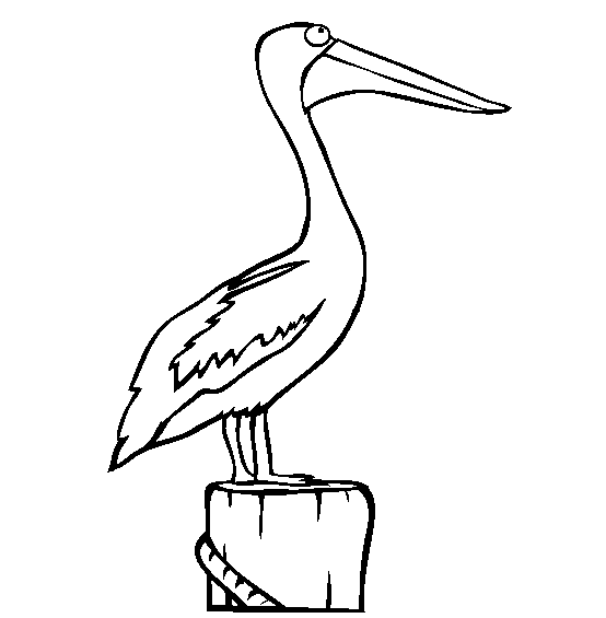 Pelican coloring #12, Download drawings
