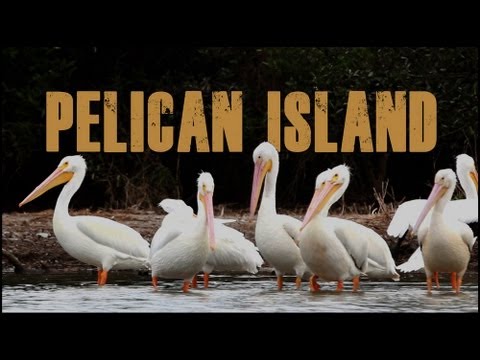 Pelican Island clipart #18, Download drawings