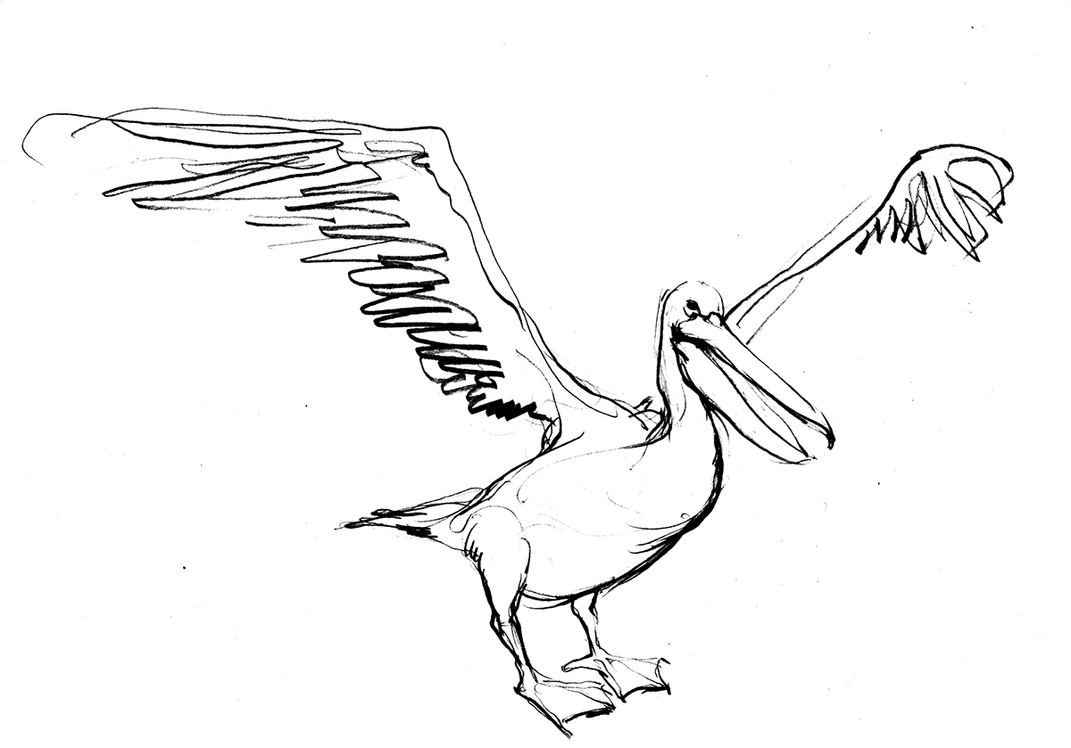 Pelican Island coloring #19, Download drawings