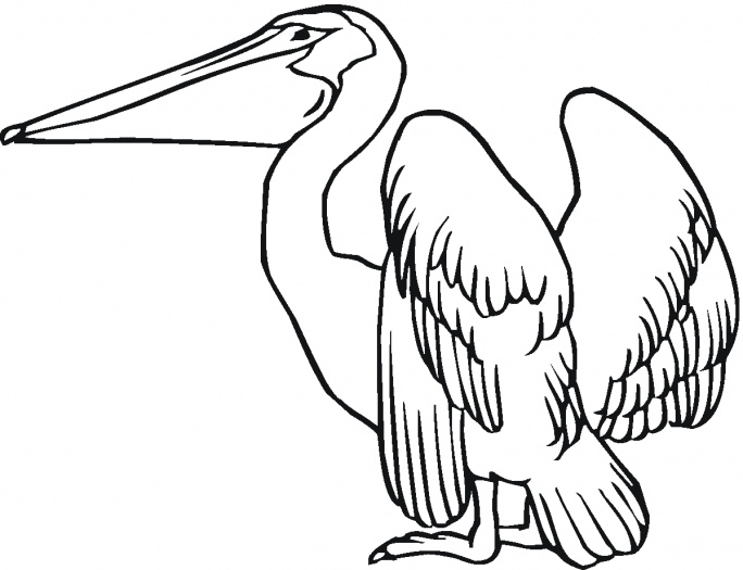 Pelican Island coloring #7, Download drawings