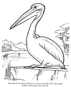 Pelican Island coloring #4, Download drawings