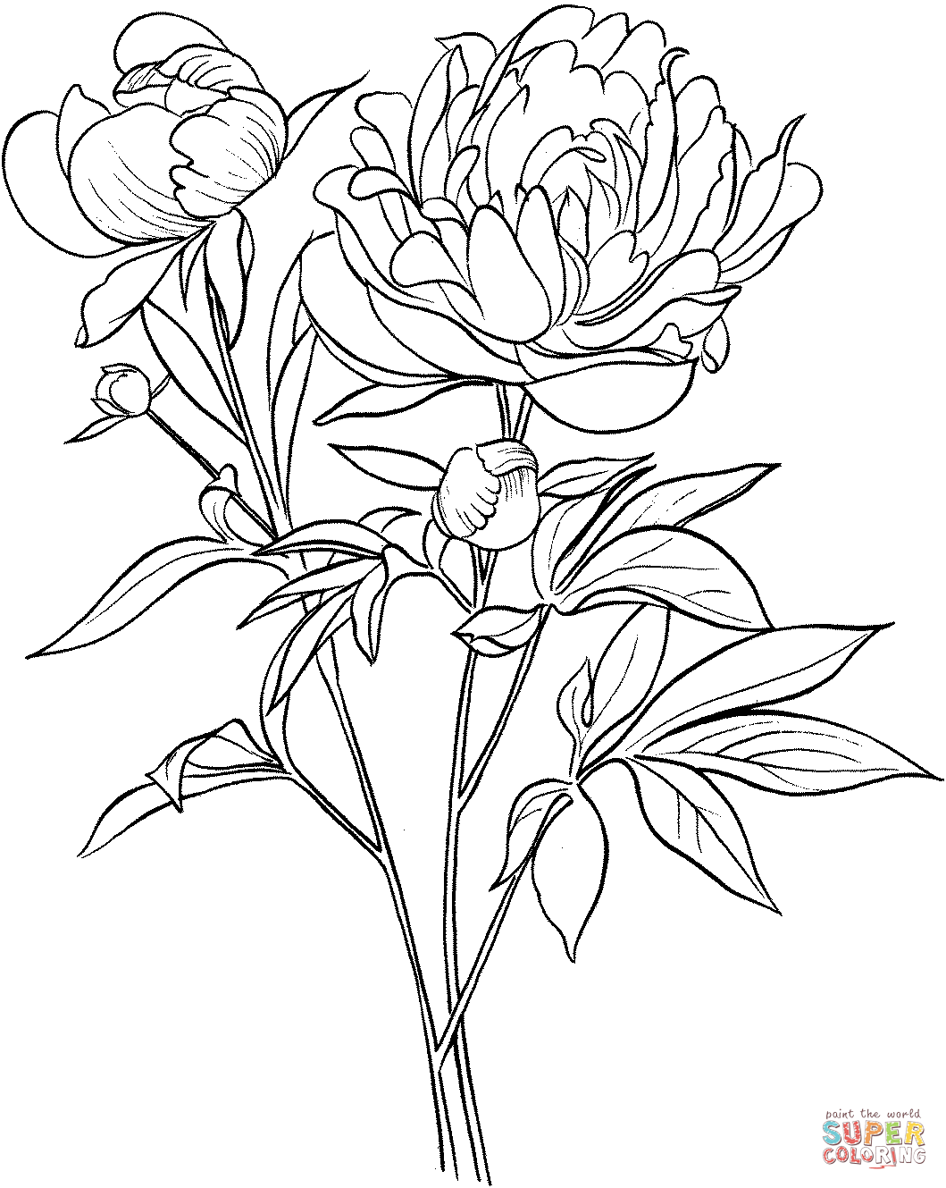 Peony coloring #3, Download drawings