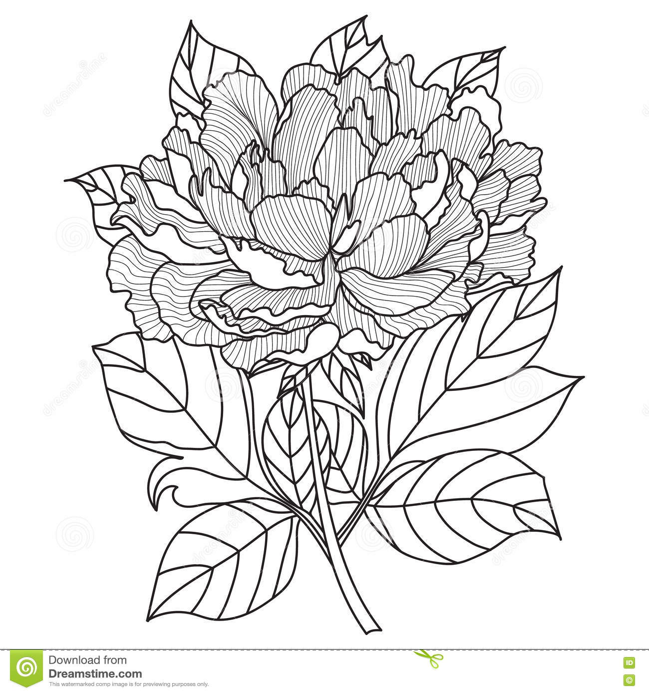 Peony coloring #8, Download drawings