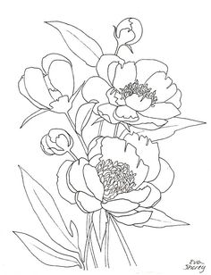 Peony coloring #9, Download drawings