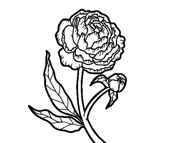Peony coloring #20, Download drawings