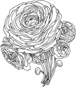 Peony coloring #16, Download drawings