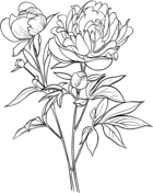 Peony coloring #12, Download drawings