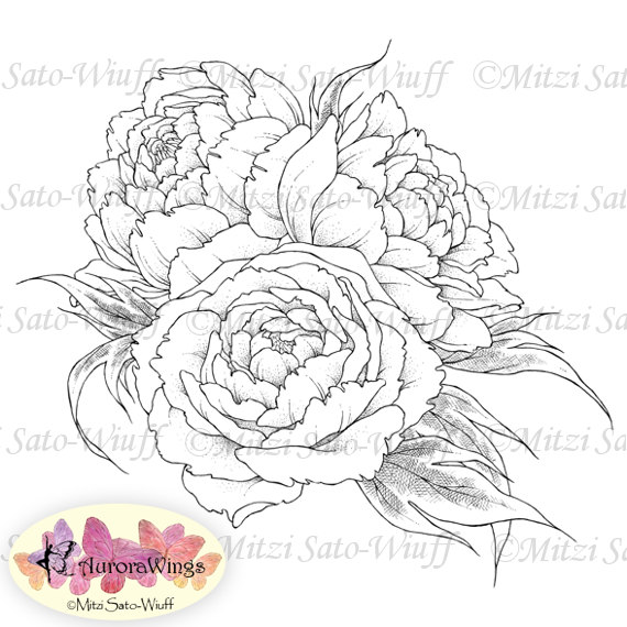Peony coloring #15, Download drawings