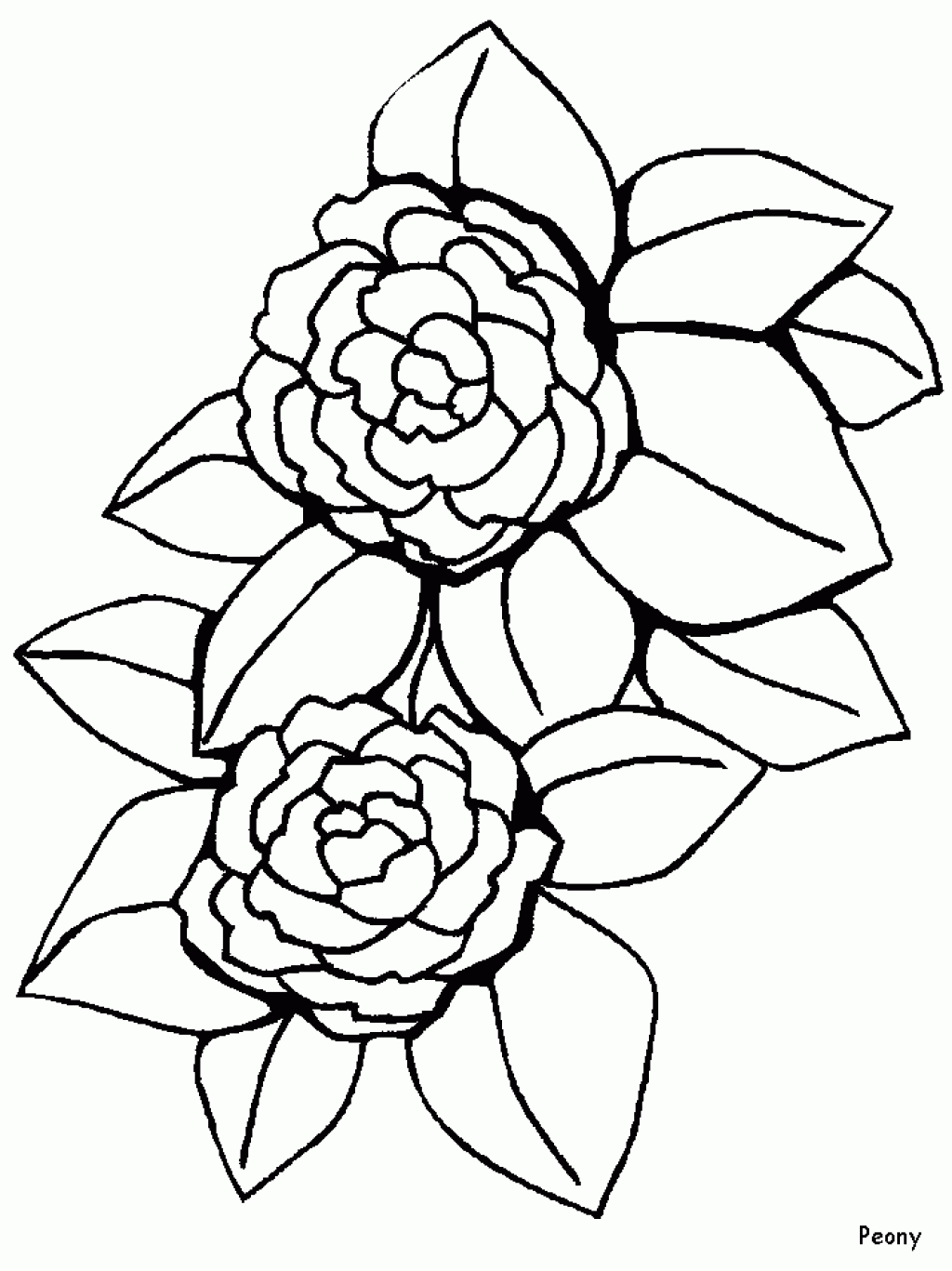Peony coloring #18, Download drawings