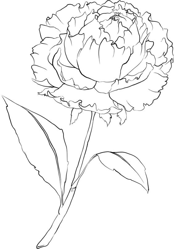 Peony coloring #4, Download drawings