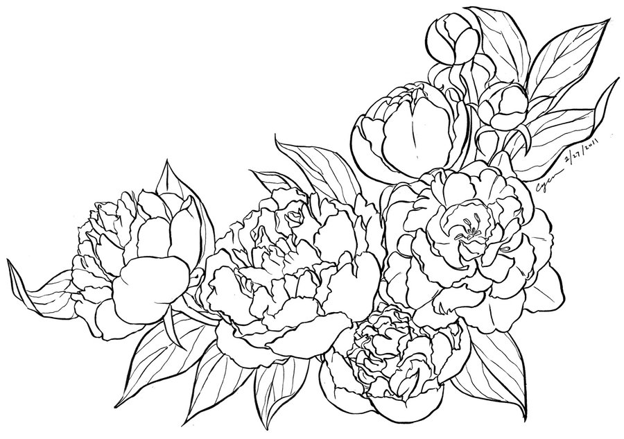 Peony coloring #2, Download drawings