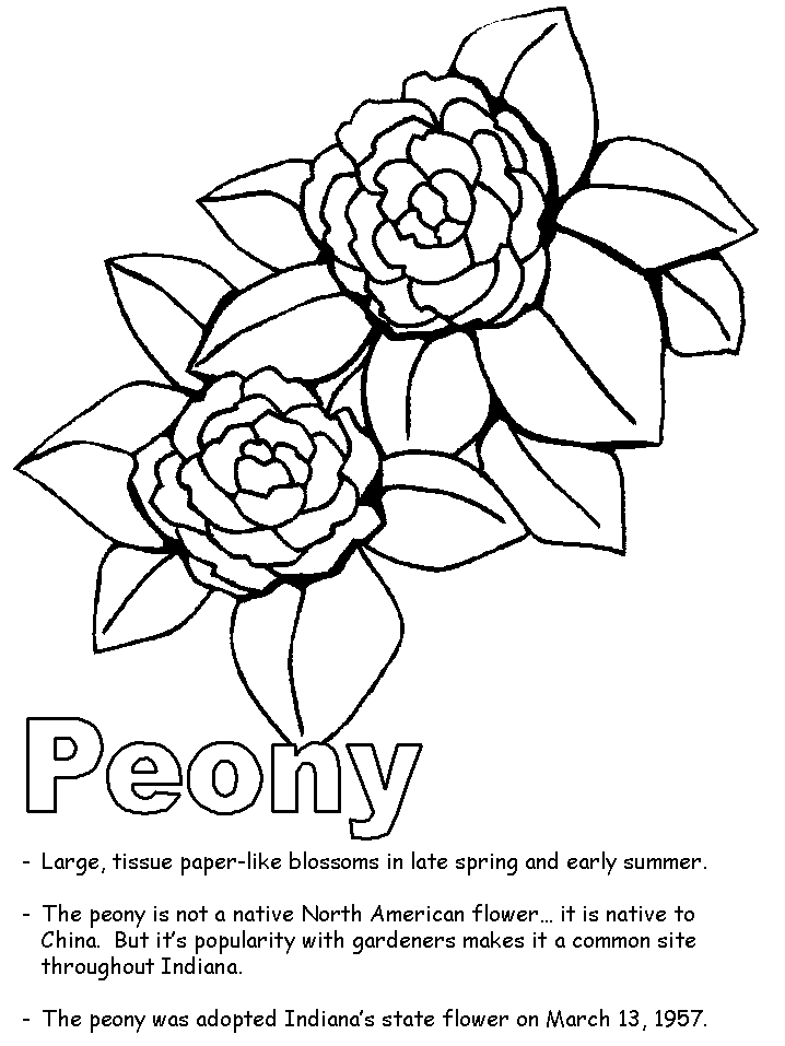 Peony coloring #5, Download drawings