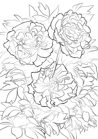 Peony coloring #13, Download drawings