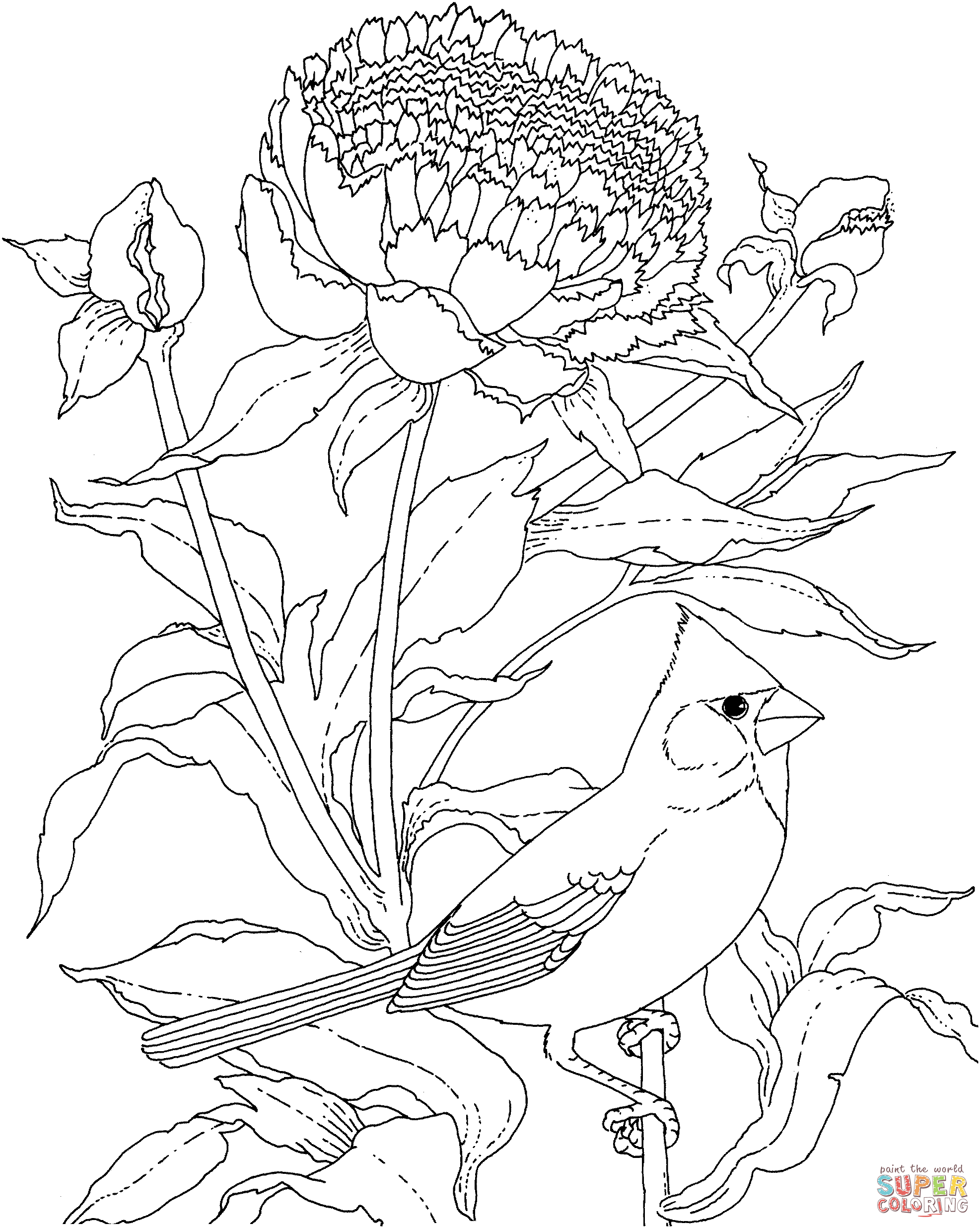 Peony coloring #19, Download drawings