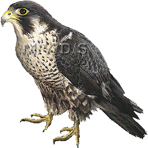 Peregrine Falcon clipart #9, Download drawings