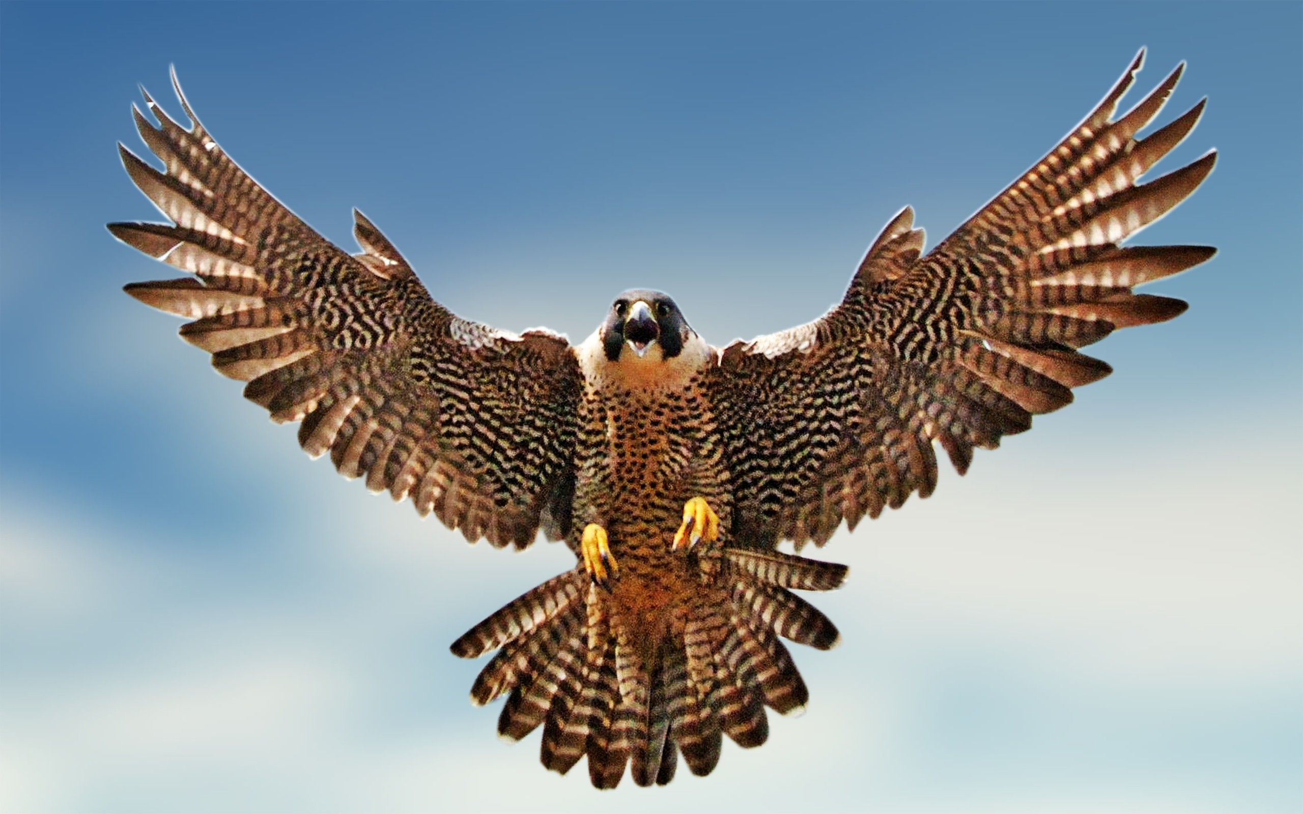 Peregrine Falcon clipart #1, Download drawings