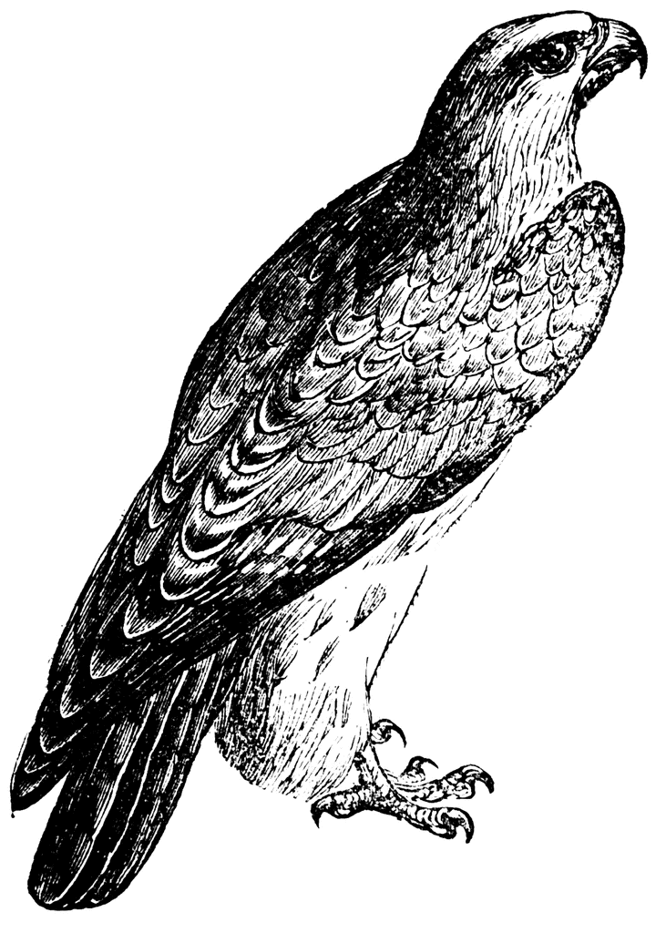 Peregrine Falcon clipart #4, Download drawings