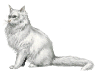 Persian Cat clipart #7, Download drawings
