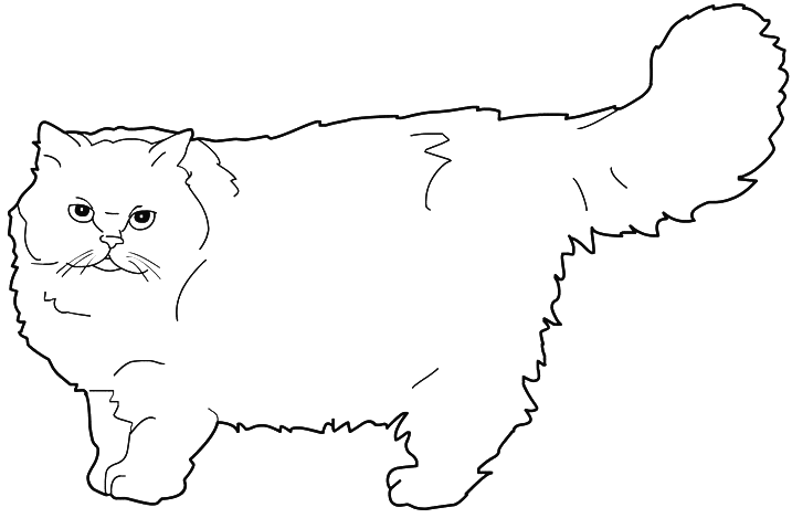 Persian Cat coloring #3, Download drawings