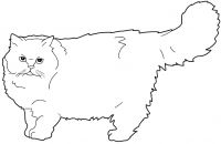Persian Cat coloring #10, Download drawings