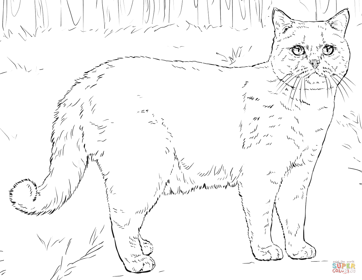 Persian Cat coloring #17, Download drawings