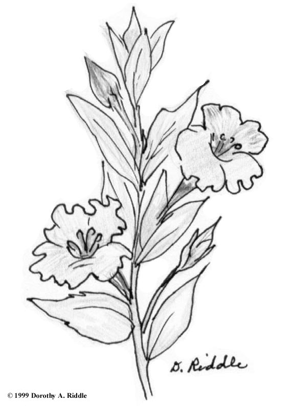 Petunia coloring #14, Download drawings