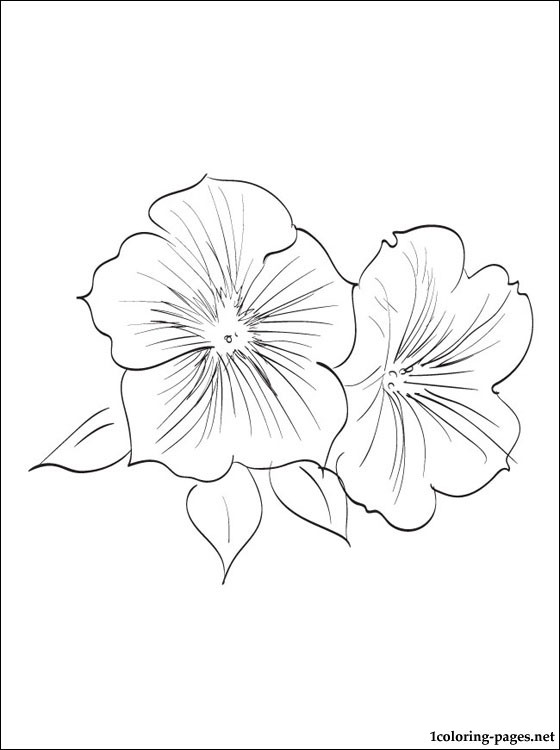 Petunia coloring #20, Download drawings
