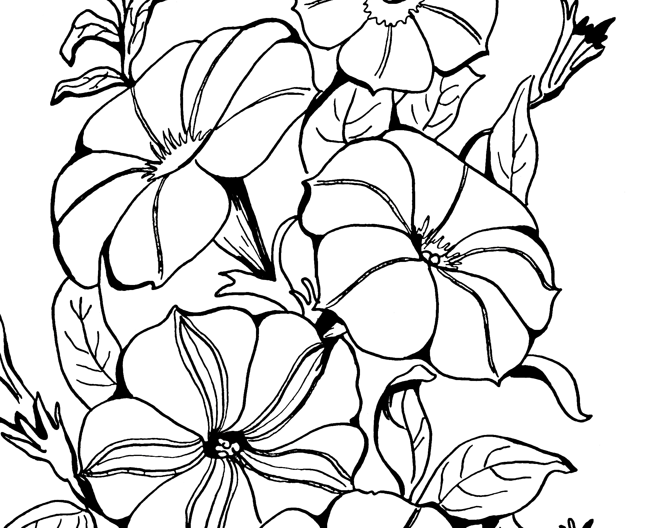 Petunia coloring #19, Download drawings