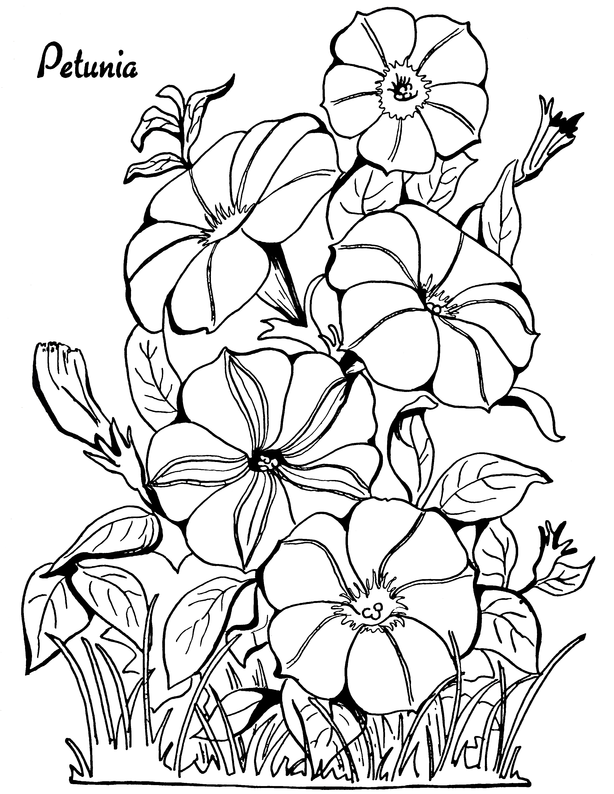 Petunia coloring #4, Download drawings