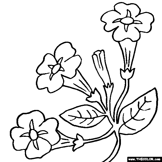 Petunia coloring #1, Download drawings