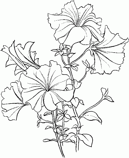 Petunia coloring #8, Download drawings