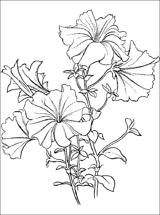 Petunia coloring #13, Download drawings