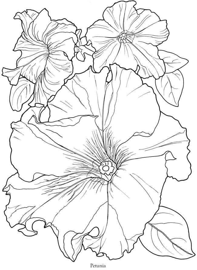 Petunia coloring #10, Download drawings