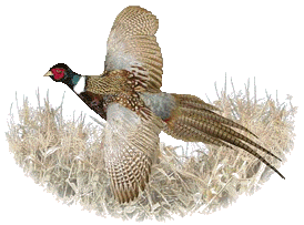 Pheasant clipart #2, Download drawings