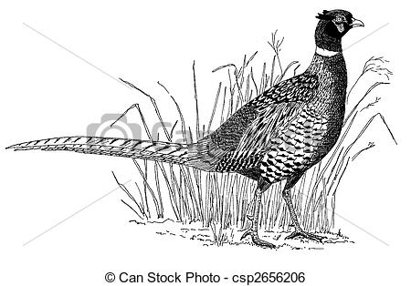 Pheasant clipart #3, Download drawings