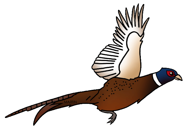 Pheasant clipart #8, Download drawings
