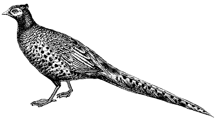 Pheasant clipart #7, Download drawings