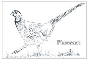 Pheasant coloring #6, Download drawings