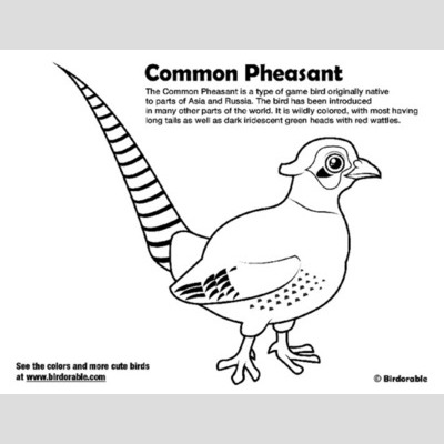 Pheasant coloring #8, Download drawings