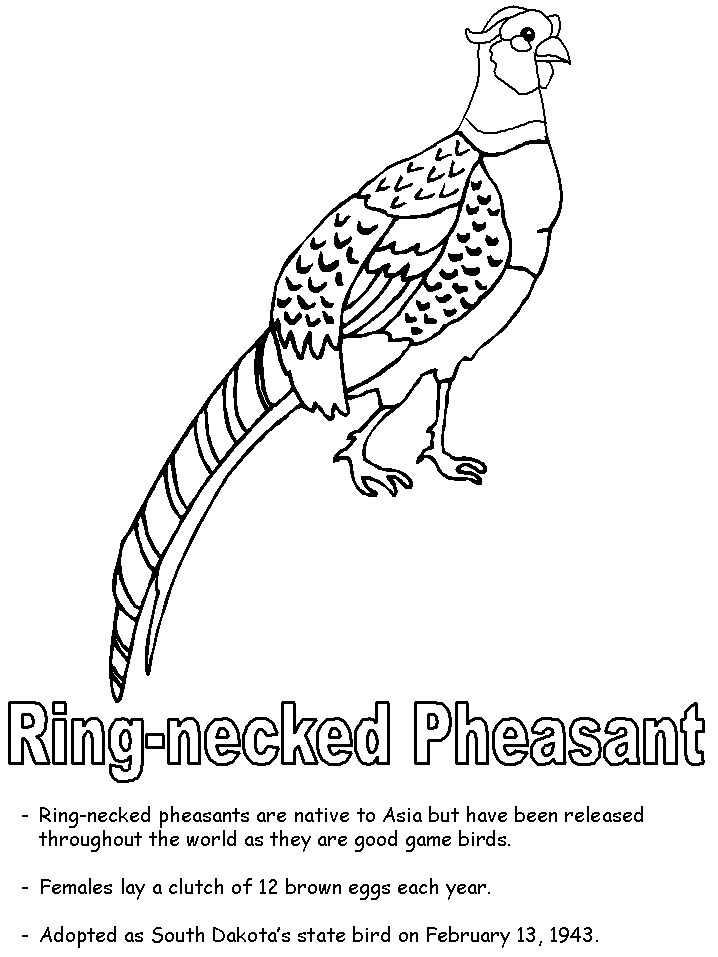 Pheasant coloring #2, Download drawings