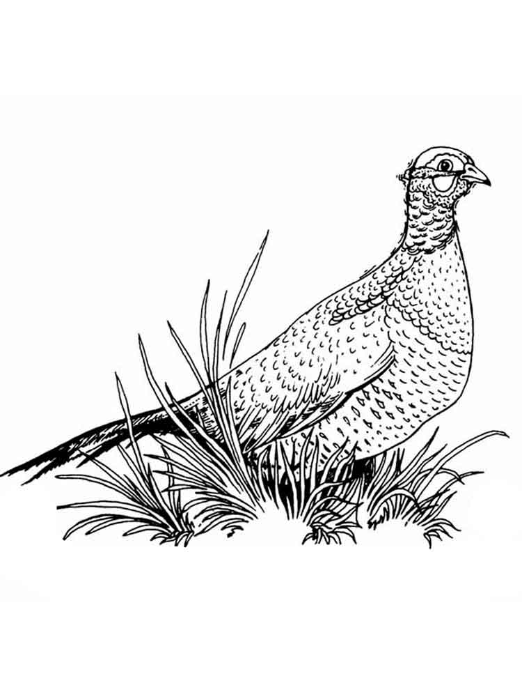Pheasant coloring #12, Download drawings