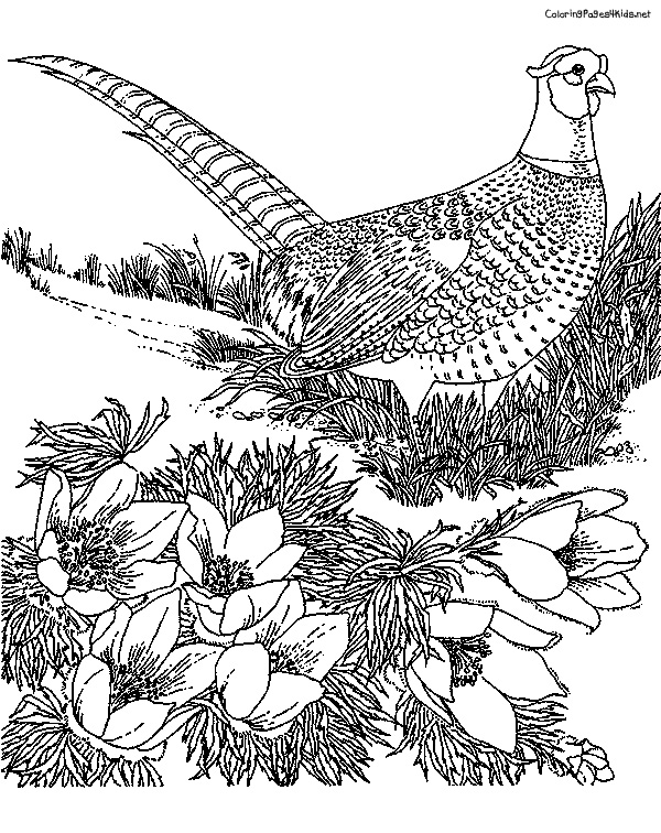 Pheasant coloring #18, Download drawings