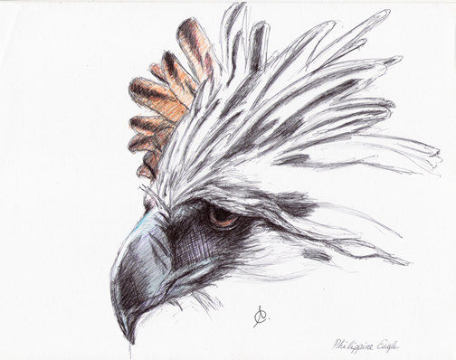 Phillipine Eagle clipart #9, Download drawings