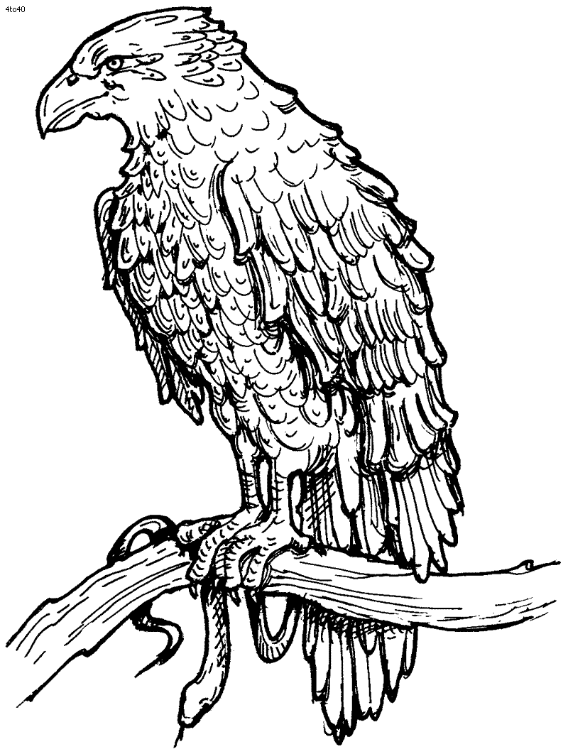 Phillipine Eagle coloring #15, Download drawings