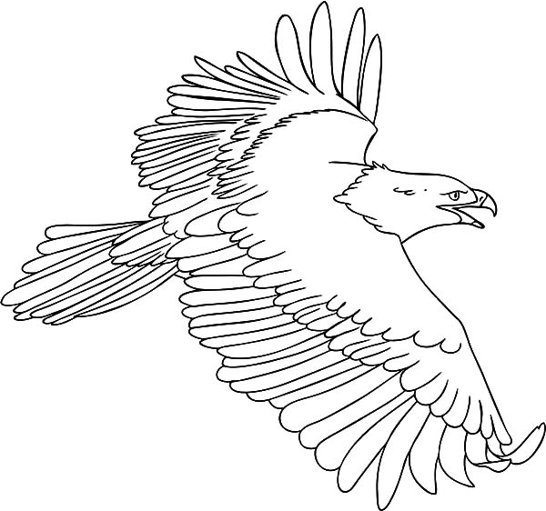 Philippine Eagle coloring #3, Download drawings