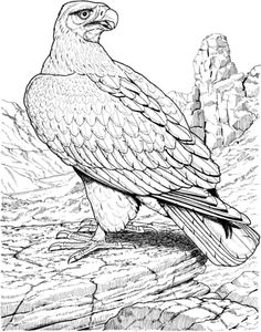 Phillipine Eagle coloring #12, Download drawings
