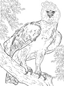 Phillipine Eagle coloring #2, Download drawings
