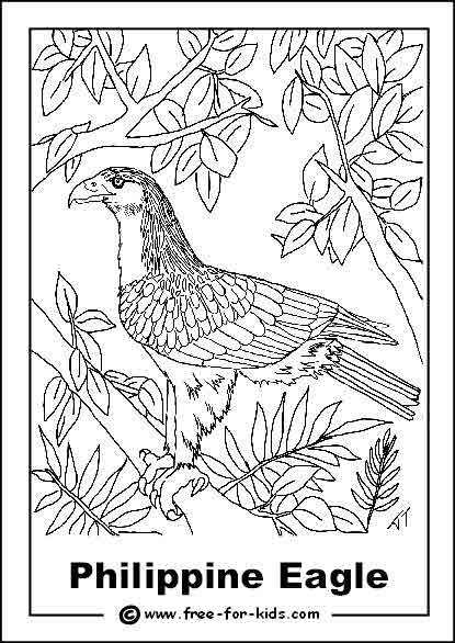 Phillipine Eagle coloring #8, Download drawings