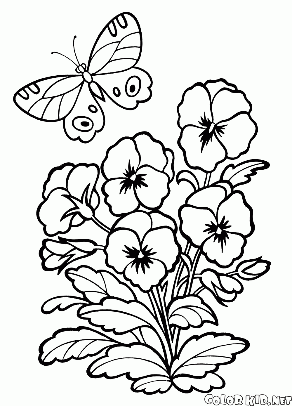 Pansy coloring #18, Download drawings