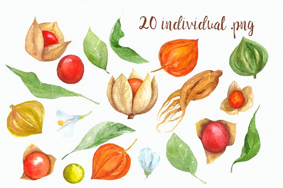 Physalis clipart #10, Download drawings